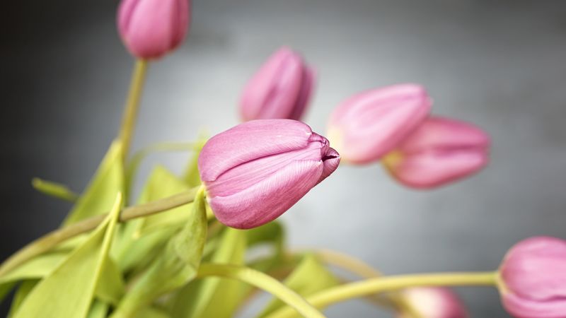 tulips, flowers, bud, 4k