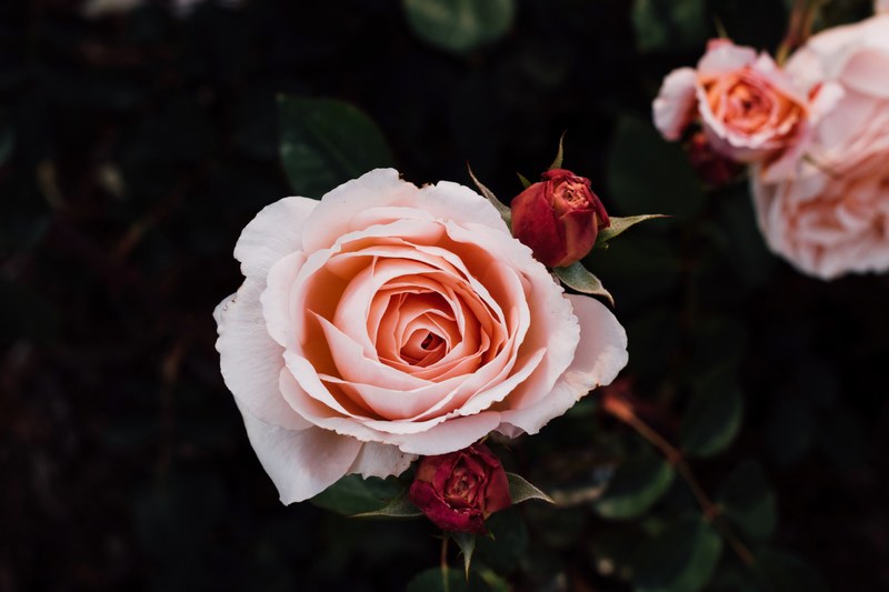 an overhead shot of a pastel pink rose, in bloom 4k