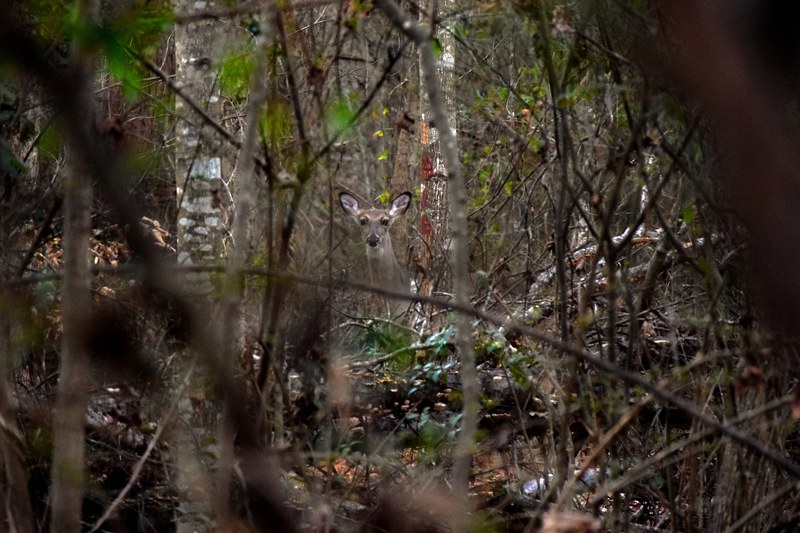 graceful forestanimal animal and tree 4k