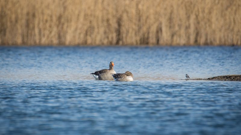 geese, pond, birds, 4k