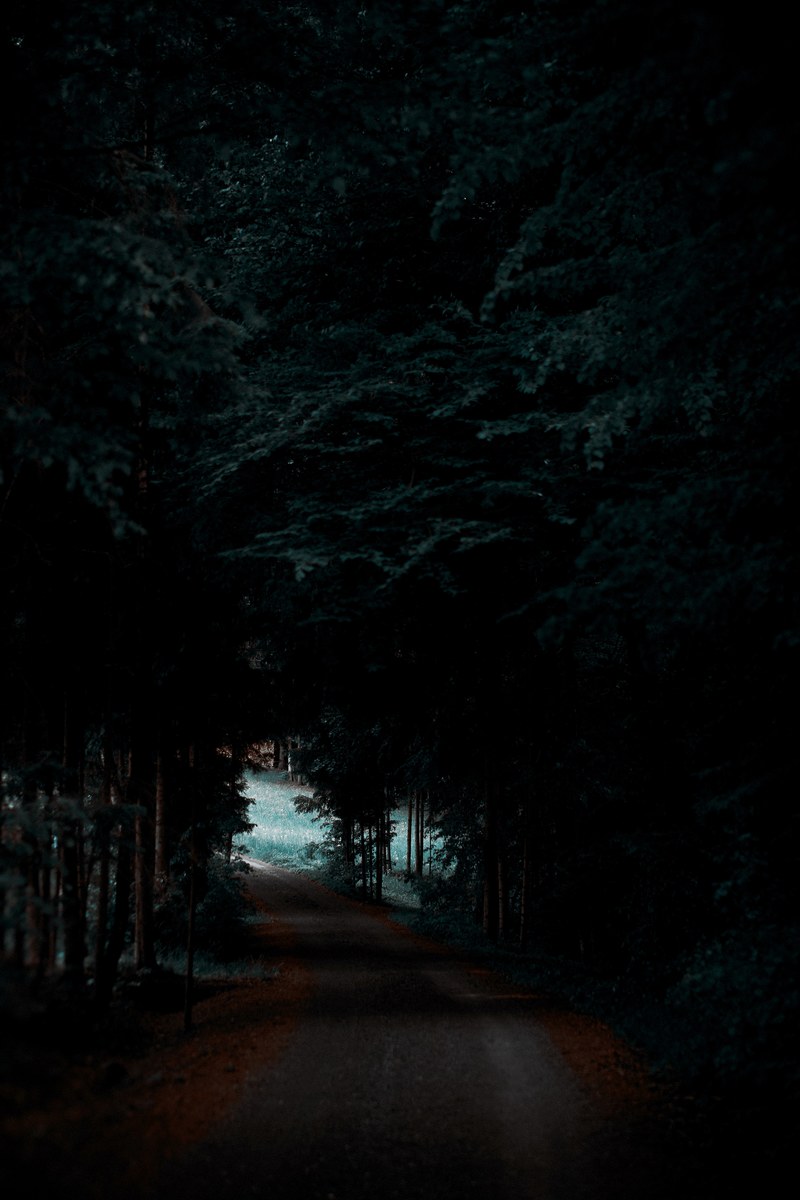 darkness path road and forest hd, 4k
