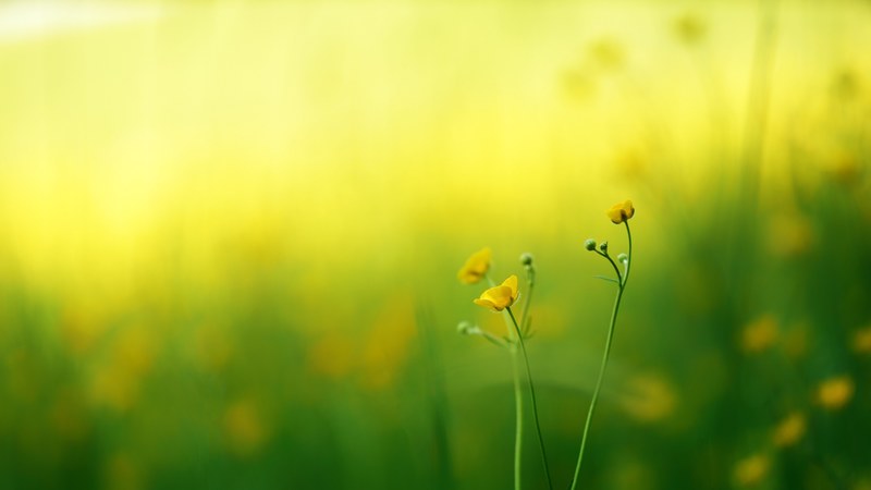 several buttercup flowers against a blurry background of a meadow, buttercup in blur 4k