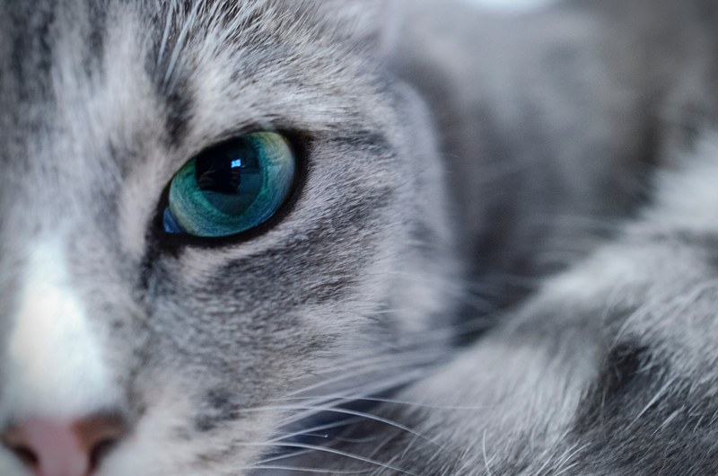 claw eye whisker and mammal 4k
