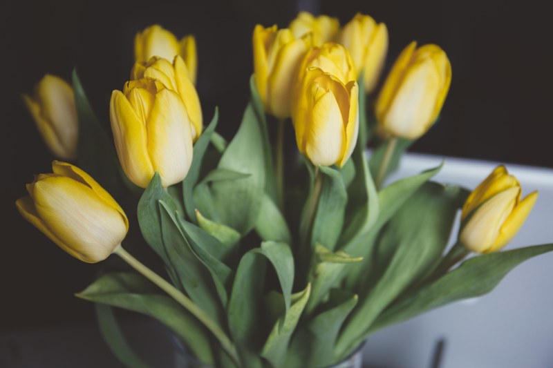 close up of yellow tulip bouquet with green stems in spring, yellow tulip bouquet stems 4k