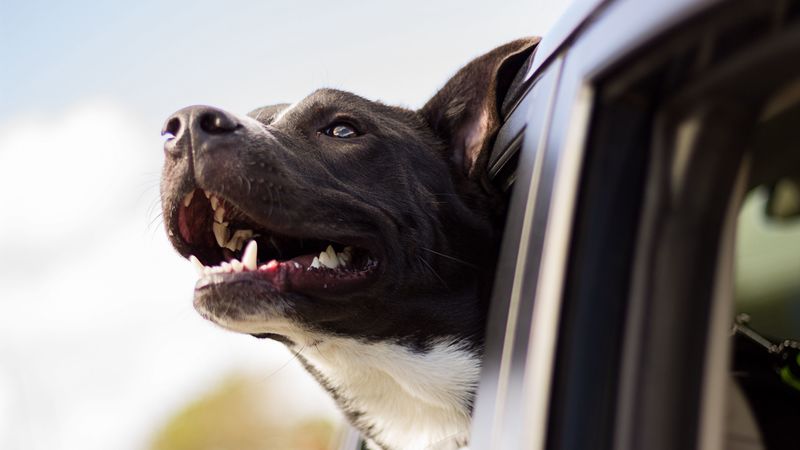 dog, muzzle, window, wind, 4k
