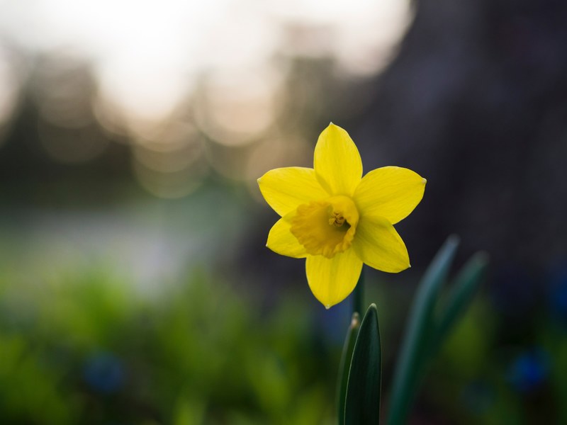 macro of yellow daffodil with big petals blooming with blurred background in spring, daffodil macro 4k