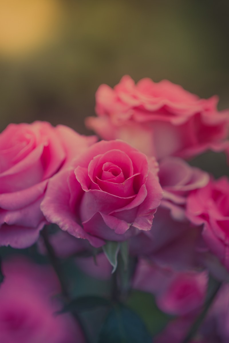 girlfriend love nature and pink hd, 4k