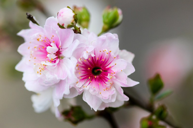 taiwan borisworkshop tree and plum 4k