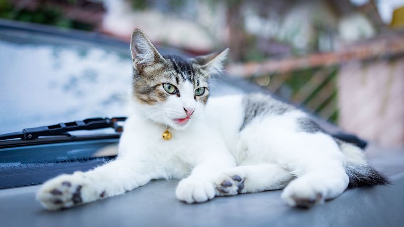 cat, muzzle, lying, bell, 4k