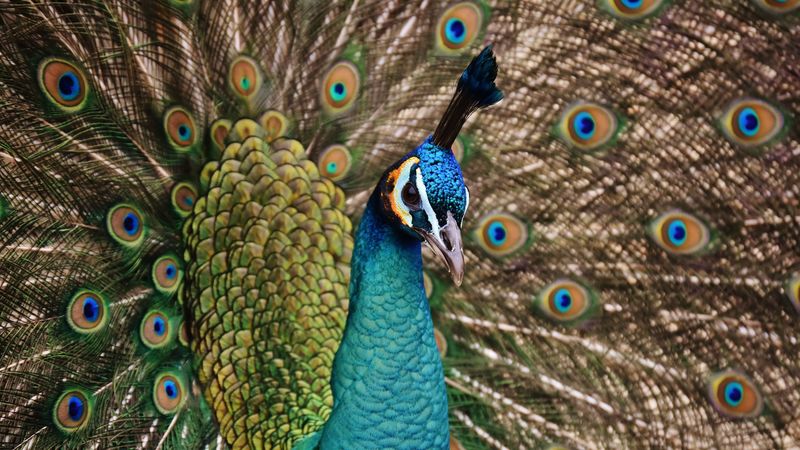 peacock, bird, plumage, 4k