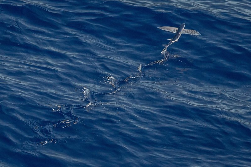 water fish ocean and flying fish 4k