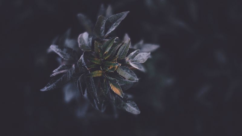 plants, foliage, dark, 4k