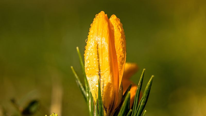 snowdrop, flower, drops, 4k