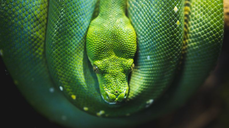 snake, reptile, wildlife, 4k