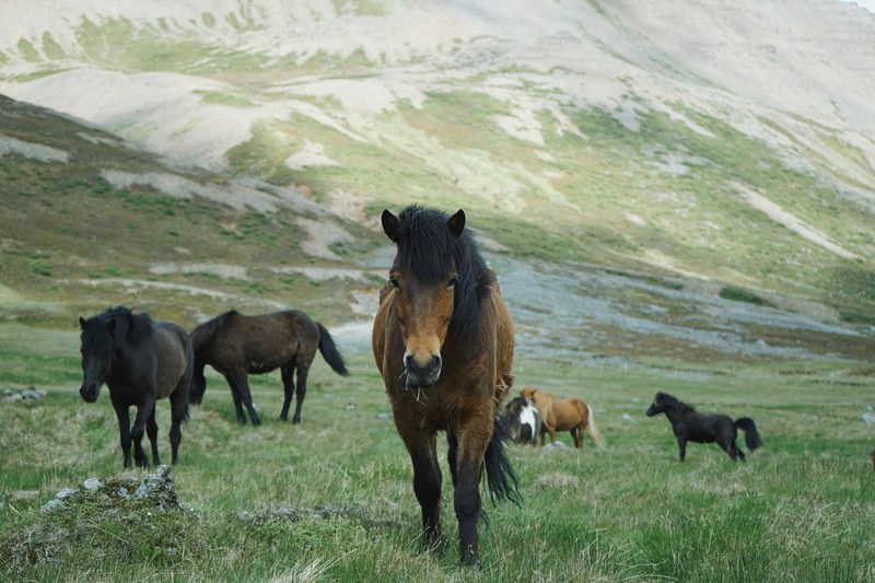 a herd of black and chestnut horses on a green pasture near a steep slope, a group of horses on a mountain pasture 4k