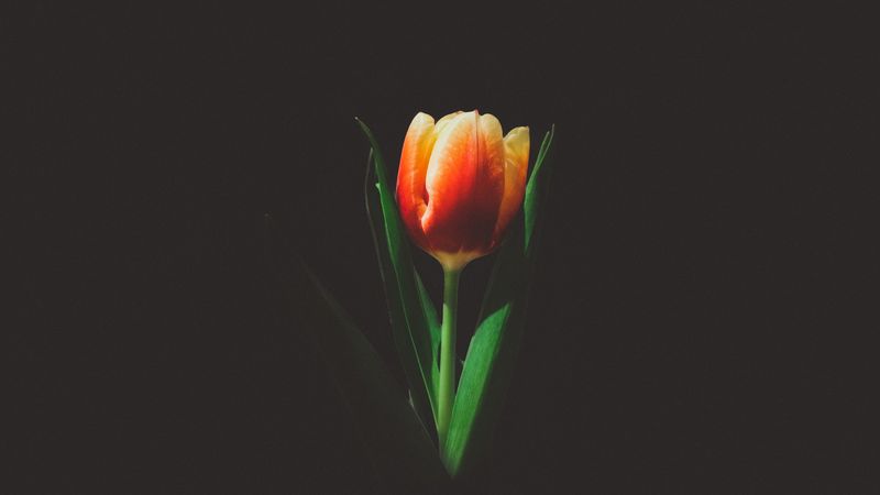 tulip, flower, bud, 4k