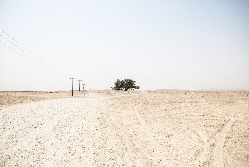 single tree and powerlines in a desolate desert landscape, little signs of life 4k