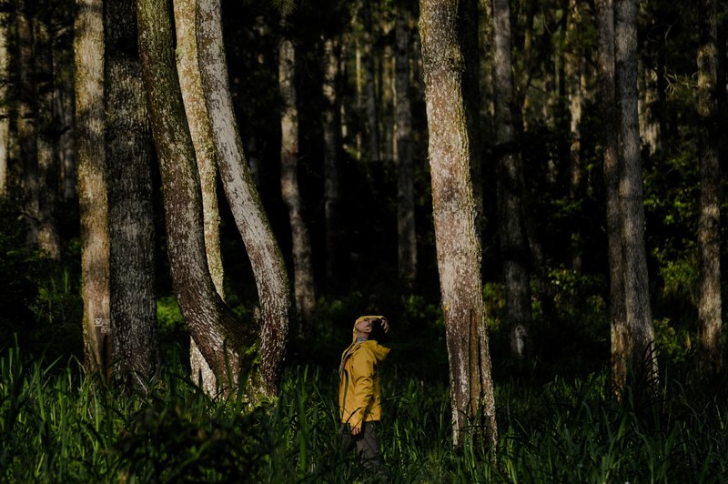 lost in the wilderness 4k
