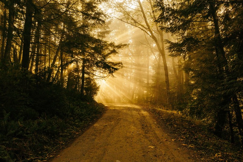 a forest path at chuckanut mountain with the sunset in the background, chuckanut mountain treed path 4k