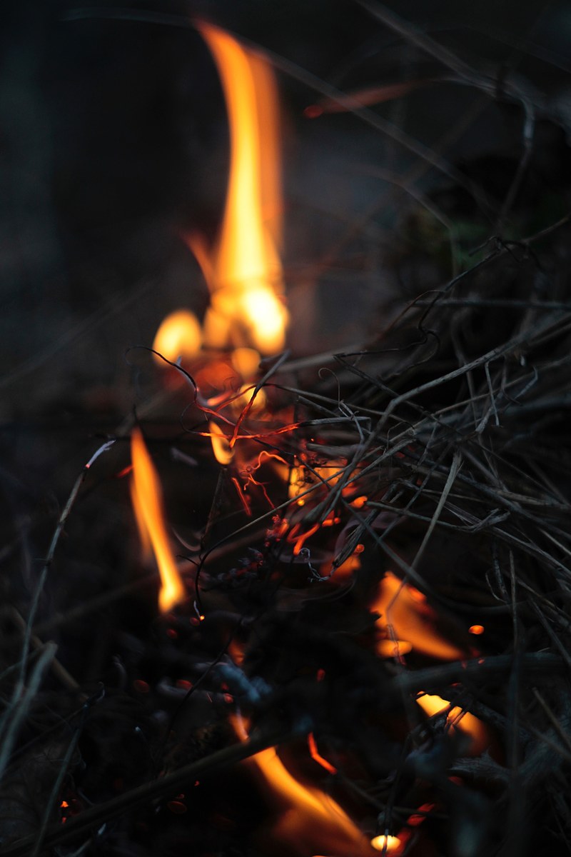 forest and fire hd, 4k