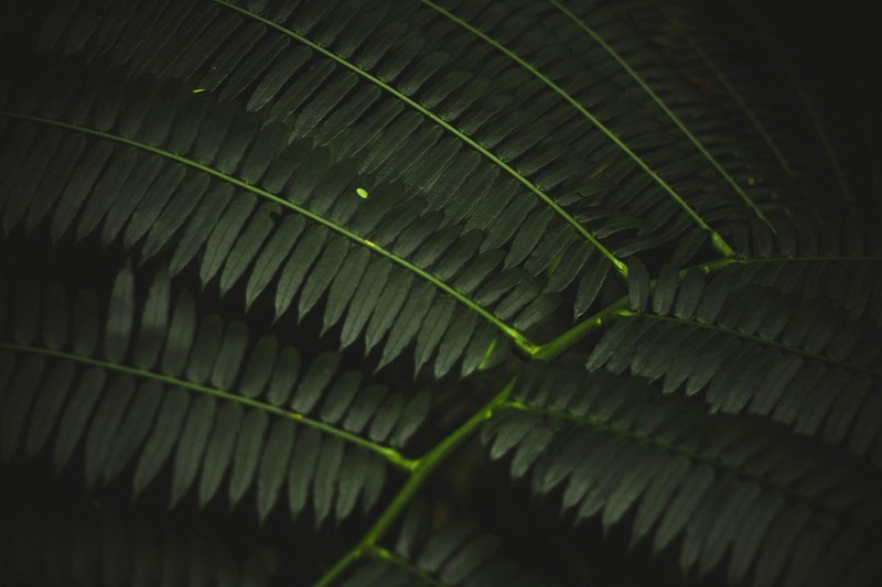 leaf green foliage and fern 4k