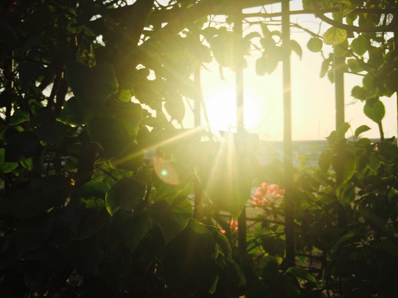 nature glare light beam and light ray 4k