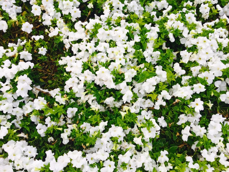 daylight green greenery and nature 4k