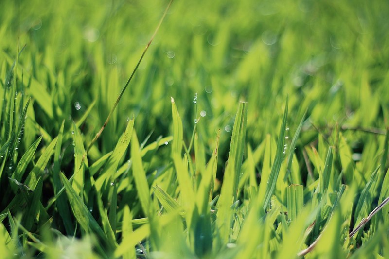 green grass covered in dew in guiricema, guiricema dew 4k