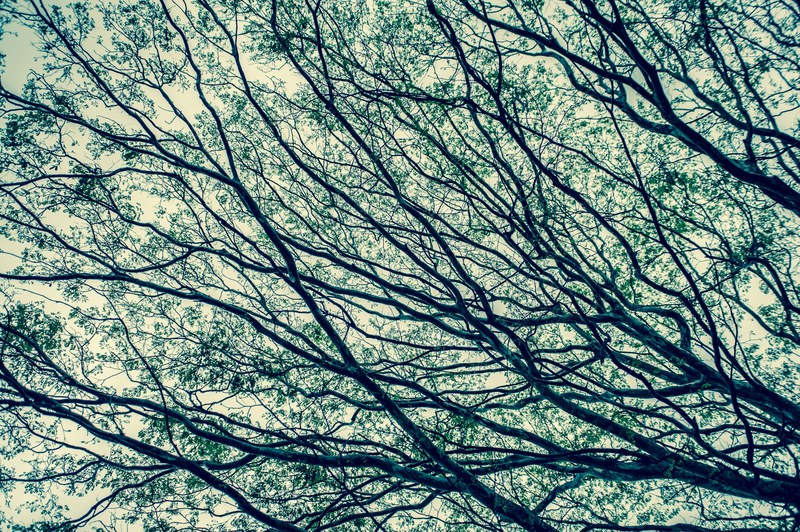 tree pattern vessel and vein 4k