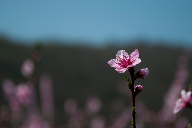 macro of pink blower bud in bloom with blue sky in spring in collebeato, spring 4k
