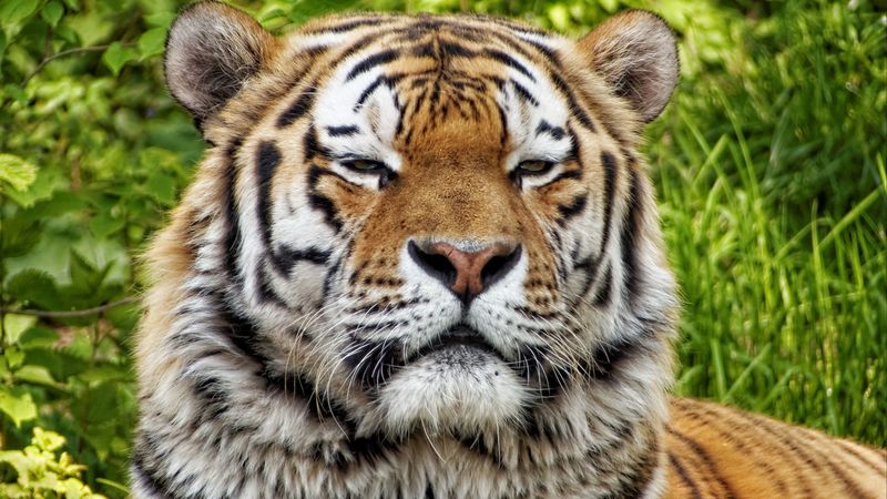 tiger, predator, muzzle, big cat, 4k