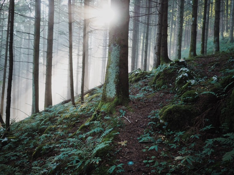 mossy trees on a slope in an evergreen forest, early in bosplans 4k