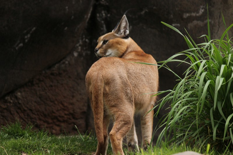 young caracal in easter hay_ 4k