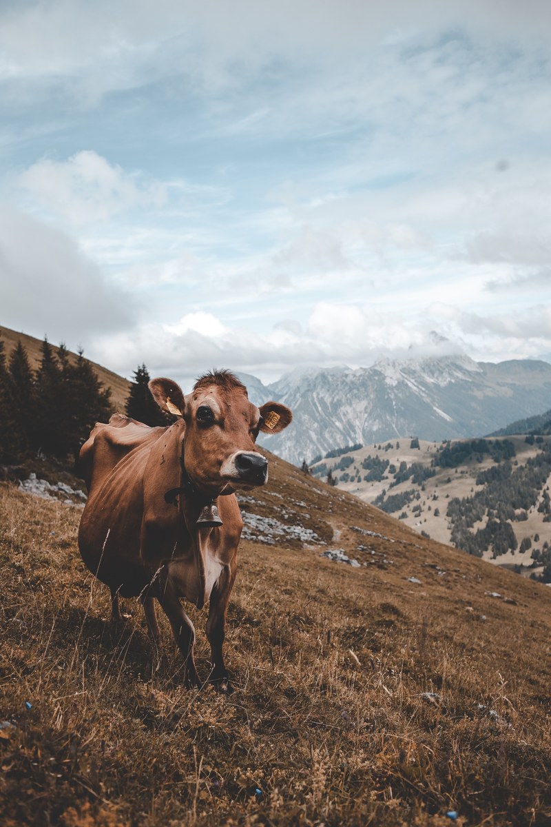 moo 4k