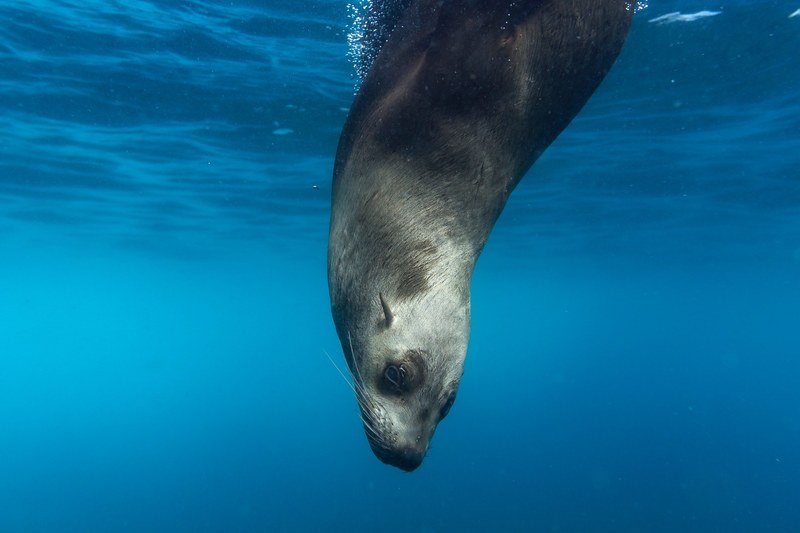 a sea lion diving down into the ocean, _sea lion diving in water 4k