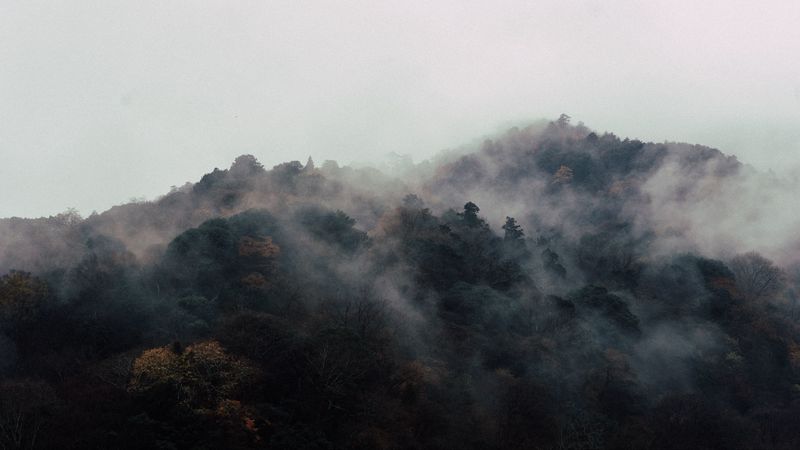 trees, fog, top, 4k