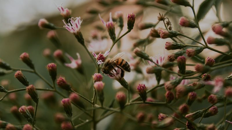 bee, insect, flowers, plant, 4k
