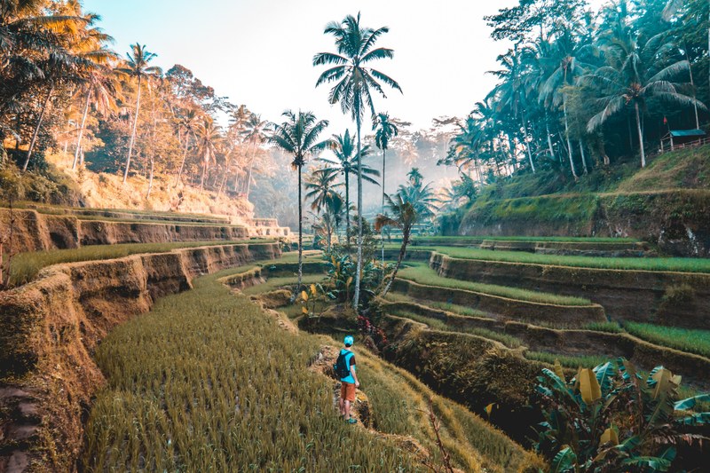 wandering in bali 4k