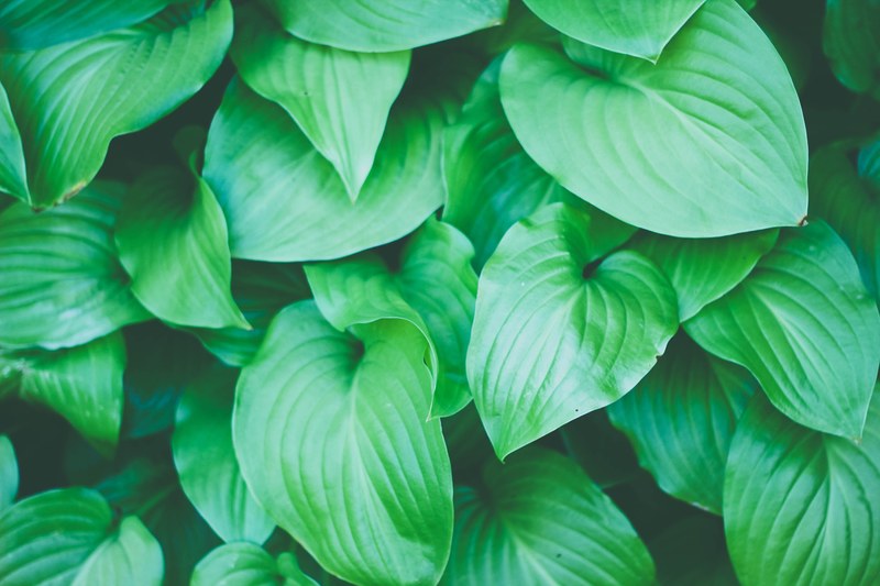 a top view of green heart shaped leaves with conspicuous veins, top view of heart shaped leaves 4k