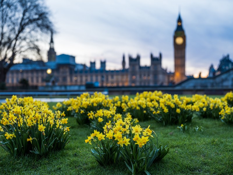 daffodils and grass with a view of parliament and big ben in the distance, daffodils and big ben 4k