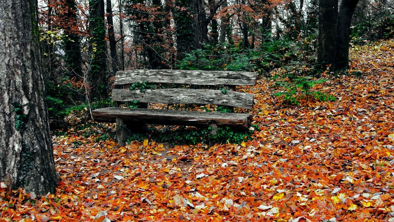 bench, autumn, park, trees, 4k