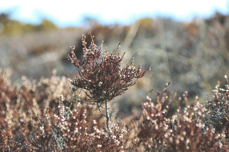 a blurry shot of a wild brown shrub with small catkins, wild grass 4k
