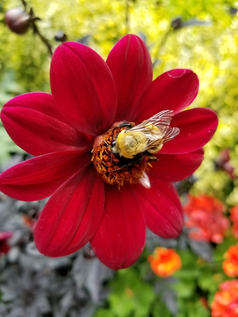 beautiful bee on red 4k