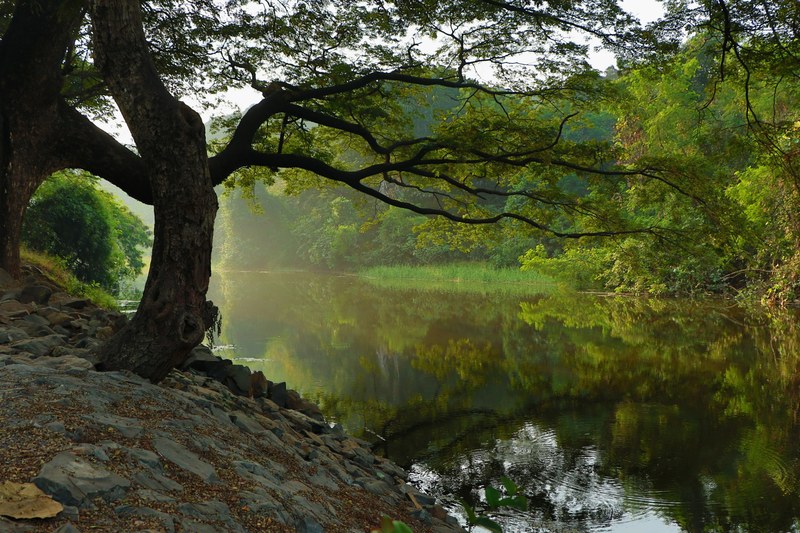 pond tree riverside and outdoor 4k