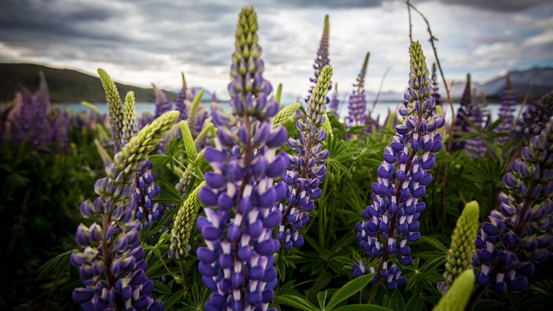 lupinus, flowers, field, 4k