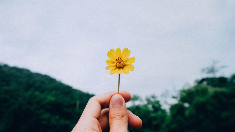 flower, hand, sky, 4k