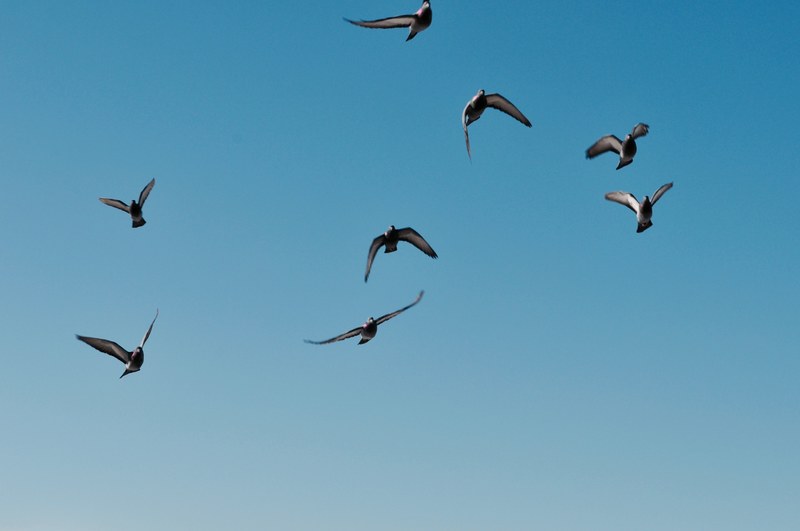flight wing flying bird and flying 4k