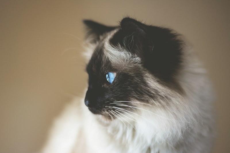 cat siamese cat profile and furry 4k