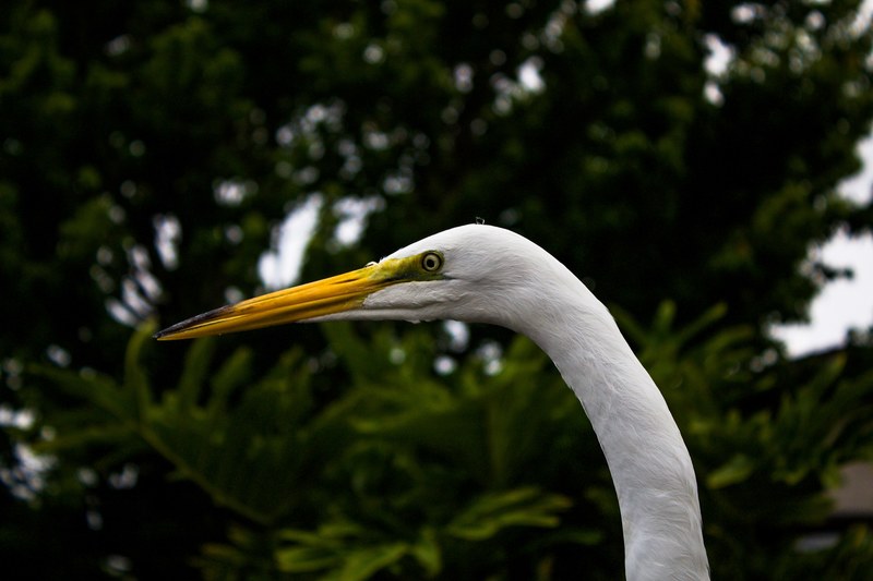 elegant white bird looks angry, angry bird 4k
