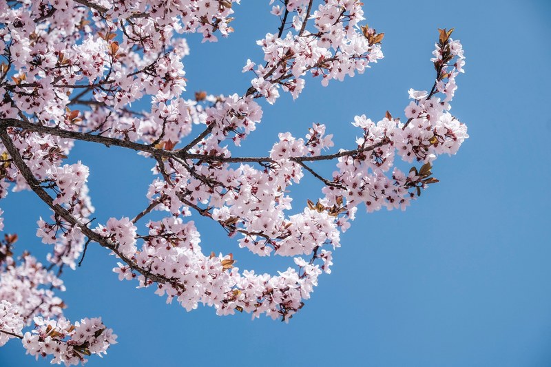 cherry blossom tree branch with flowers in bloom in lhasa, peach blossom in lhasa 4k